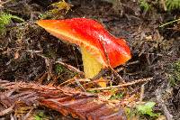 Media resource of Hygrocybe laetissima