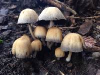 Coprinellus micaceus image