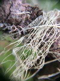 Ramalina menziesii image