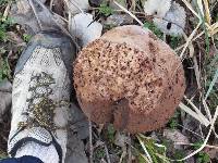 Calvatia craniiformis image