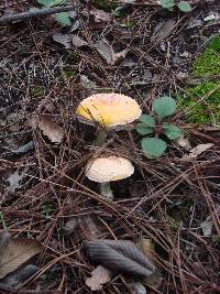Amanita muscaria image