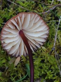 Marasmius plicatulus image