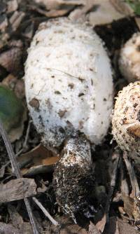 Coprinus comatus image