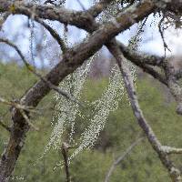 Ramalina menziesii image