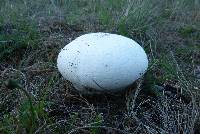 Calvatia gigantea image