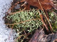 Media resource of Cladonia uncialis