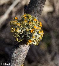 Thumbnail image of current specimen