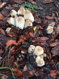 Coprinopsis atramentaria image