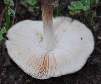 Pluteus cervinus image