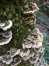 Trametes versicolor image