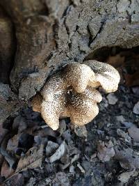 Polyporus arcularius image
