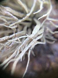 Niebla homalea image