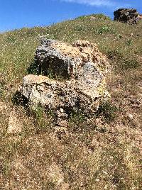 Niebla homalea image