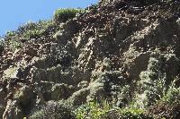 Niebla homalea image