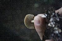 Thumbnail image of current specimen