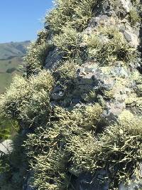 Niebla homalea image