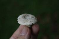 Clitopilus prunulus image