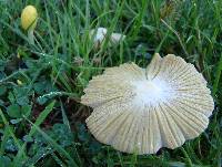 Bolbitius titubans image
