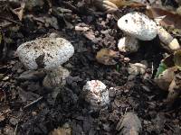 Amanita magniverrucata image
