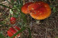 Amanita muscaria image