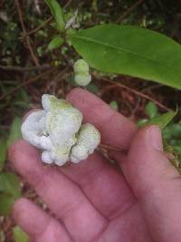 Media resource of Exobasidium symploci