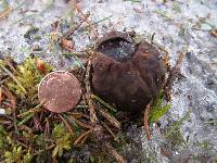 Sarcosoma globosum image