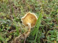 Polyporus arcularius image
