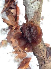 Exidia recisa image