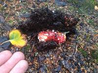 Amanita muscaria image