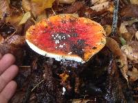 Amanita muscaria image