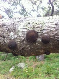 Annulohypoxylon thouarsianum image