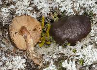 Cortinarius xenosma image