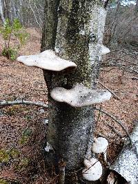 Fomitopsis betulina image