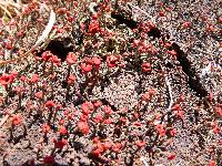 Cladonia cristatella image