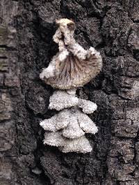 Schizophyllum commune image