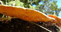 Pycnoporus coccineus image