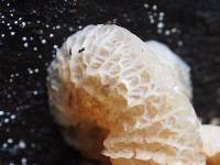 Media resource of Auricularia delicata
