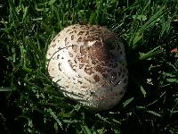 Chlorophyllum molybdites image