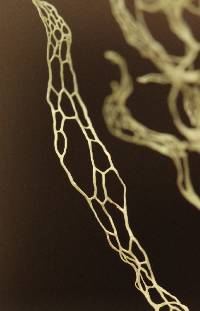 Ramalina menziesii image