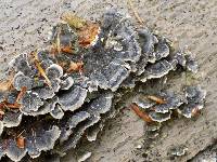 Trametes versicolor image