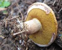 Suillus granulatus image