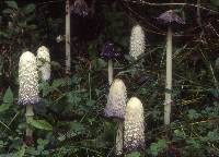 Coprinus comatus image