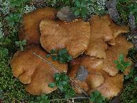 Media resource of Suillus bovinus