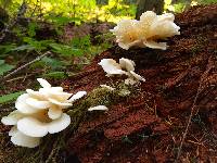 Pleurotus ostreatus image