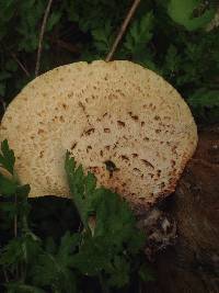 Polyporus squamosus image