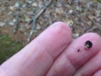 Annulohypoxylon thouarsianum image