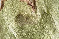 Strigula orbicularis image