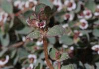 Uromyces proëminens image