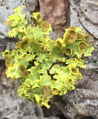 Vulpicida canadensis image