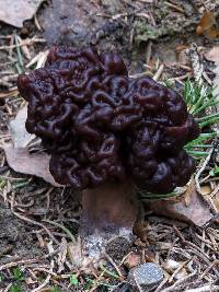 Gyromitra esculenta image